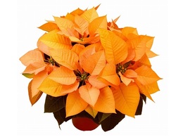 poinsettia gold20161004.jpg
